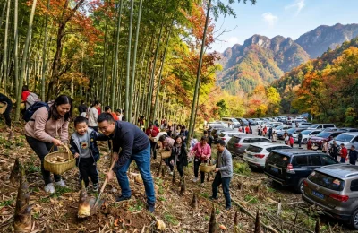 金佛山方竹笋自驾采摘游火爆相关配图